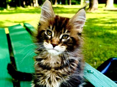 Main Coon Kittens For Sale Main Coon For Sale PetClassifieds