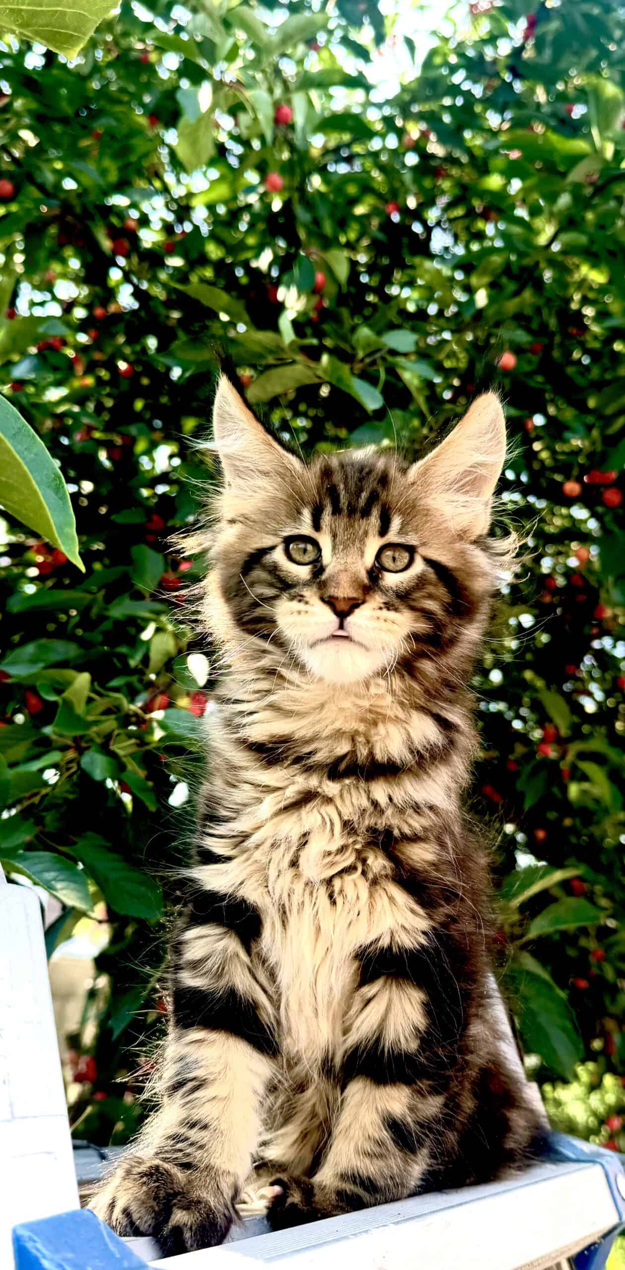 Maine Coon Boy PetClassifieds