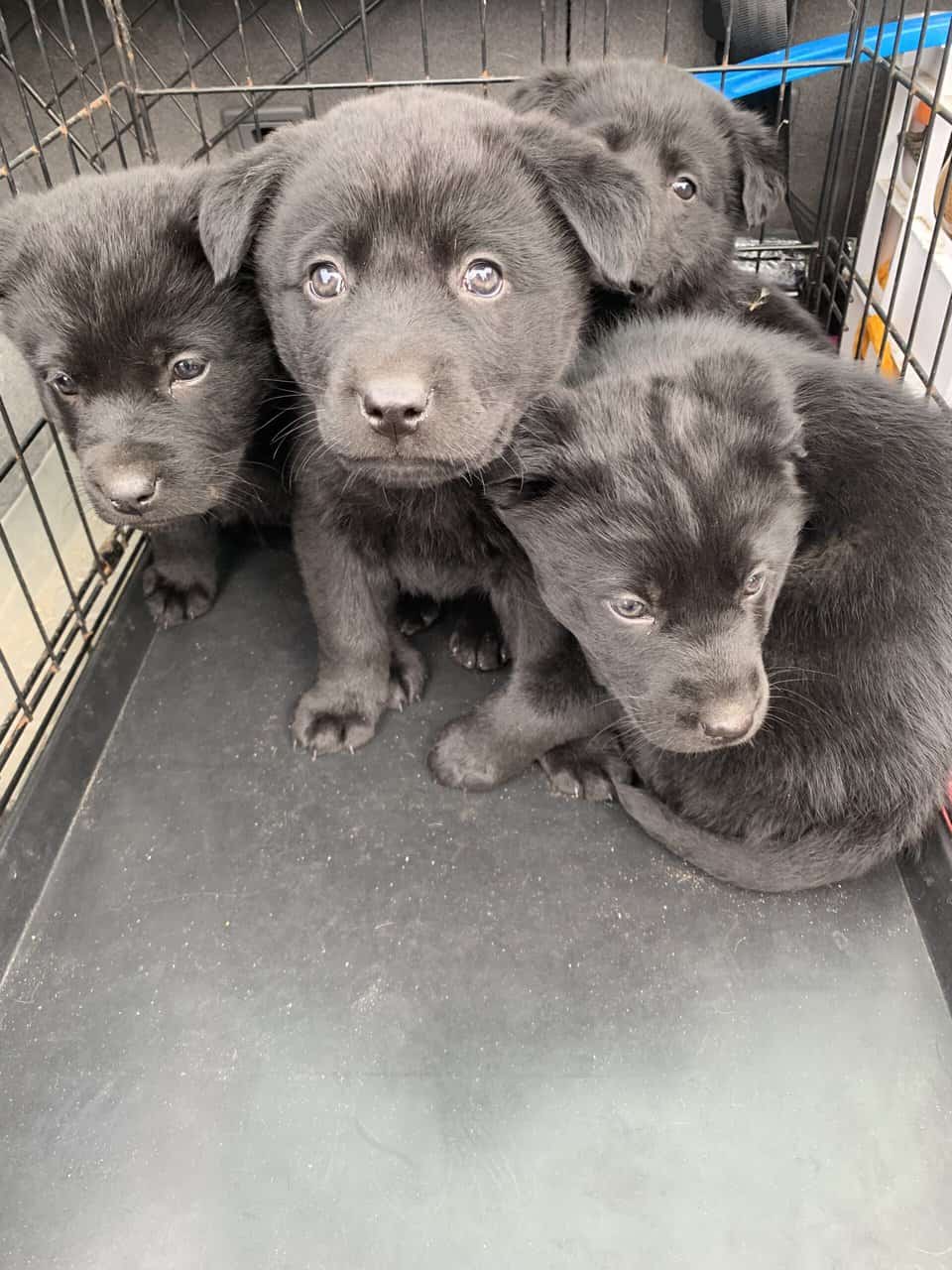 Lab Chow Puppies Petclassifieds