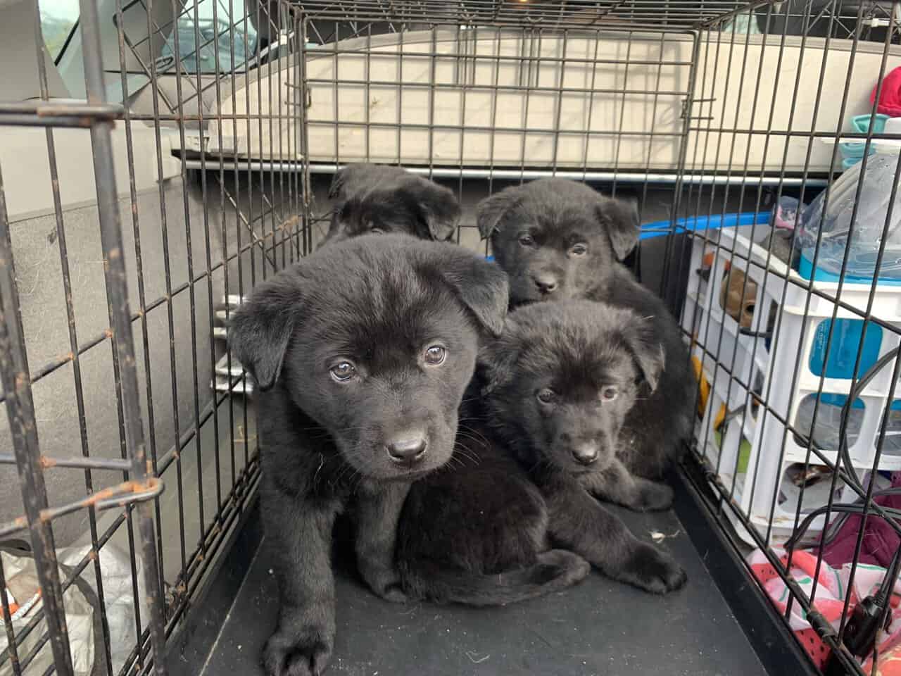 Lab Chow Puppies PetClassifieds