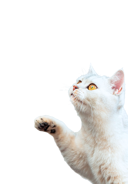 Pet support