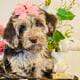 Boykin Spaniel miniature poodle cross