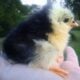 Black Australorp chicken hatching eggs PURE BREED