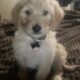 Goldendoodle F1b