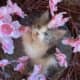 Adorable Female Kitten