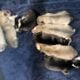 FEMALE Siberian husky puppies READY FOR CHRISTMAS