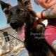 Free retired female German shepherd