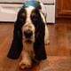 AKC BASSET HOUND Adult Female $300