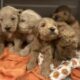 2 male mini Goldendoodle pups available