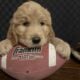 Goldendoodle Little Boy Ready for his new family