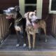 Purebred Great Dane pups available 12/17/22