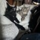 Tigger and Thackery Binx in search of a home