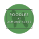 AKC Standard Poodles- June Litter