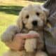 Goldendoodle pups COMING SOON
