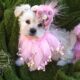Teacup Poodle female puppy – Paris