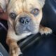 CHLOE BEAUTIFUL PIED FRENCHIE