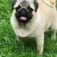 Pug puppies several colors