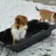 Shetland Sheepdog Puppies