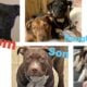 Looking to rehome 5 of my dogs 😭😞