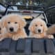 Pure Bred Great Pyrenees Puppies For Sale