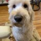 Rehoming Goldendoodle