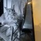 Maine Coon
