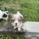 Beautiful puppies waitin for you to take them home