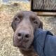 Labrador puppies for sale!!