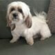 Havanese Puppy Churro