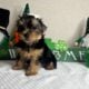 Yorkies For Sale