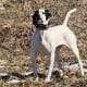 GSP/English Pointer Puppies for sale