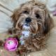 AKC Registered Sable Female Cavapoo Puppy