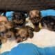 AKC yorkshire terrier yorkie puppies