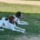 2 Male 8 month old Brittany pups AKC fully papered