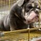ENGLISH BULLDOG