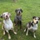 Male Catahoula