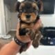 Male Yorkies Available