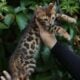 Bengal kitten male