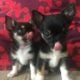 LILO Miniature Lilac Chihuahua Boy, Cute & Playful