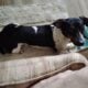 Dachshund male