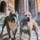 XL Bully Puppies For Sale ❤️