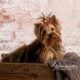 Yorkie boys