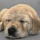 Goldador (Golden Retriever/Lab mix) Puppies