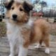 AKC Collie Puppies