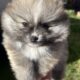 Pomeranian stud