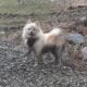 Pomeranian Jack Russell Puppies