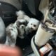 MALTIPOO PUPPIES