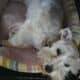 Miniature schnauzers