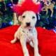 AKC REGISTERED DALMATIAN – DOUBLE B DALMATIANS