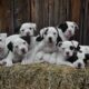 Registered Standard American Bulldog Puppies